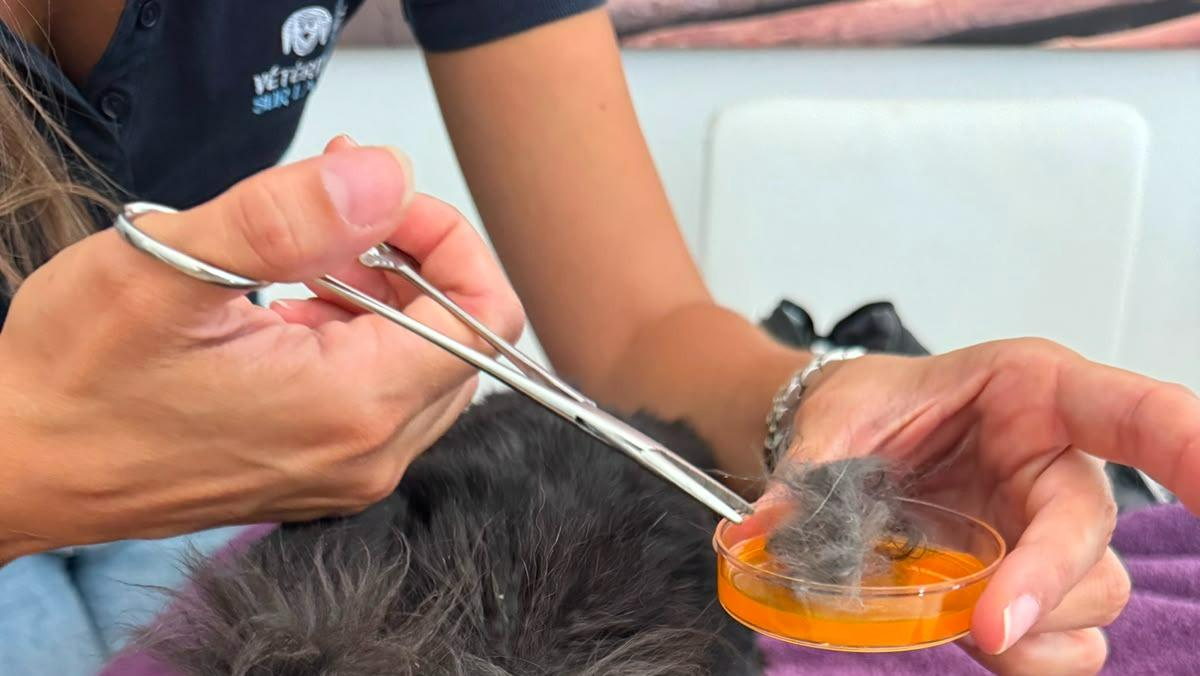 NAC Animaux | Vétérinaire
